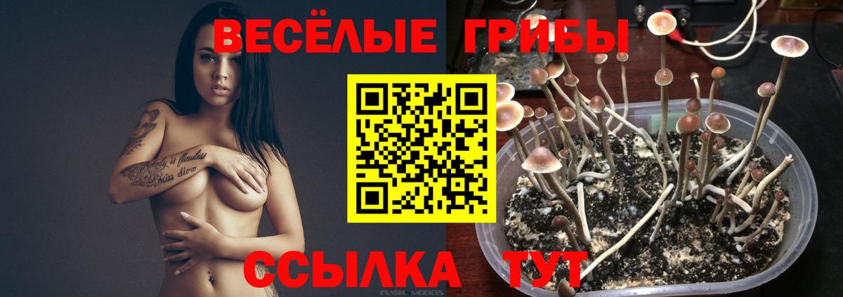 Галлюциногенные грибы прущие грибы  Вход с VPN  Фрязино  Галлюциногенные грибы мухоморы 